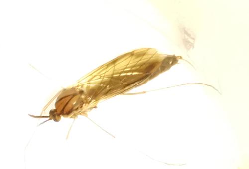 Réf. 349 925 : Keroplatus reaumurii